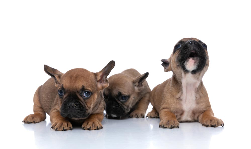 Litter-of-French-bulldog-Puppies-and-one-barking - Trusted Puppies