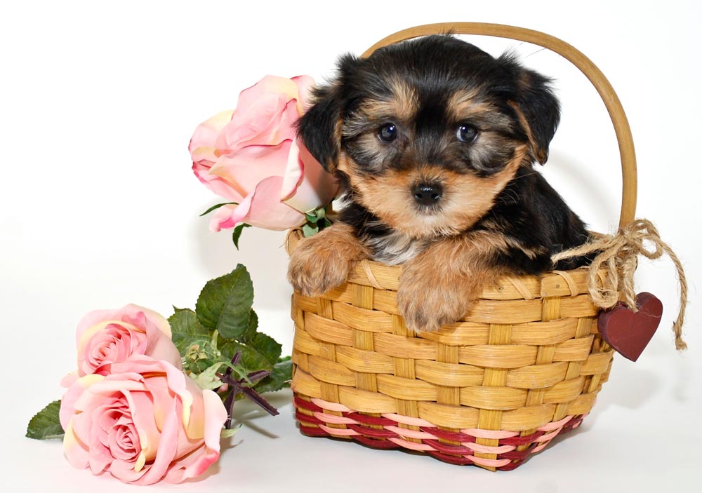 Morkie-a-Popular-designer-breed-2023 - Trusted Puppies