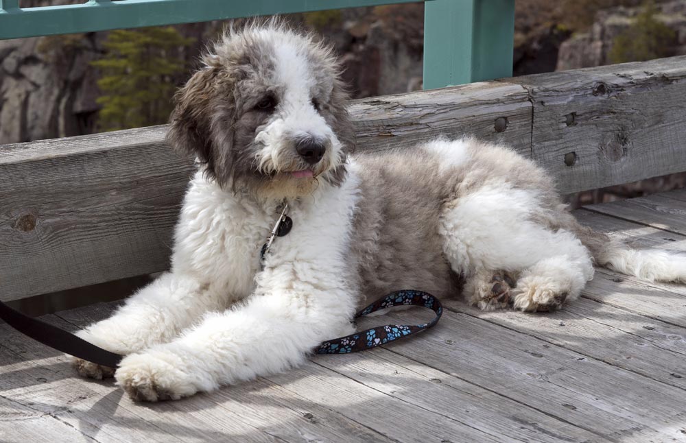 Saint-berdoodle-a-Popular-designer-breed-2023 - Trusted Puppies