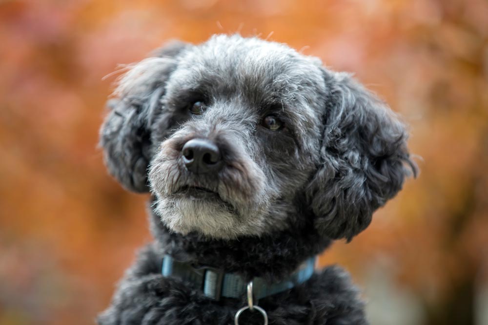 Schnoodle-a-Popular-designer-breed-2023 - Trusted Puppies