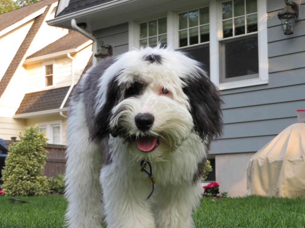 Sheepadoodle-a-Popular-designer-breed-2023 - Trusted Puppies