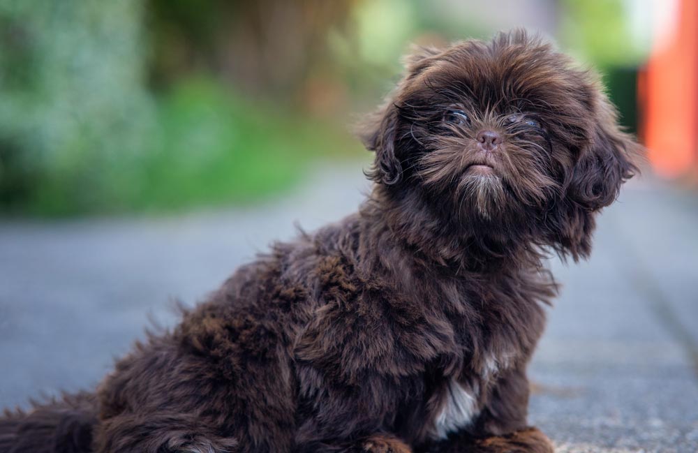 Shipoo-a-Popular-designer-breed-2023 - Trusted Puppies