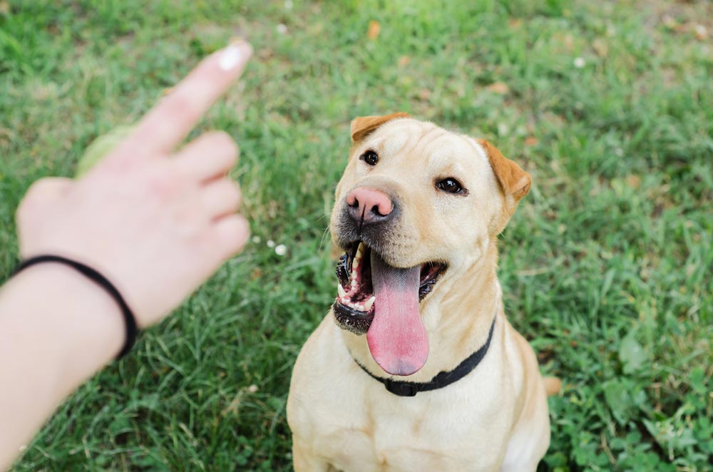 - Trusted Puppies Dog watching the trainers hands for commands