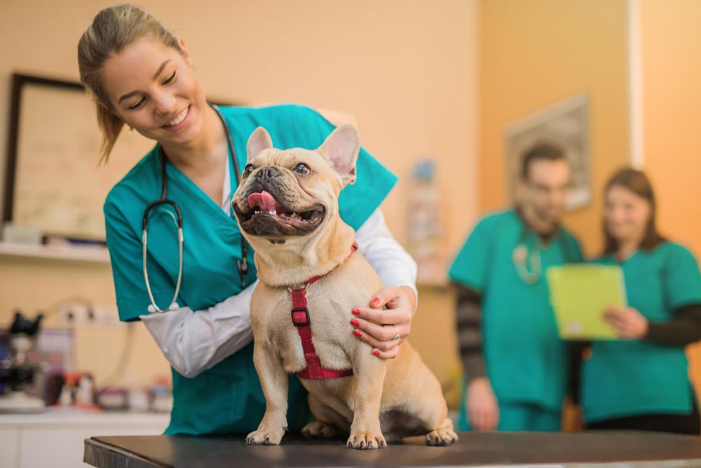 Veternarian-checking-out-a-french-bulldog - Trusted Puppies