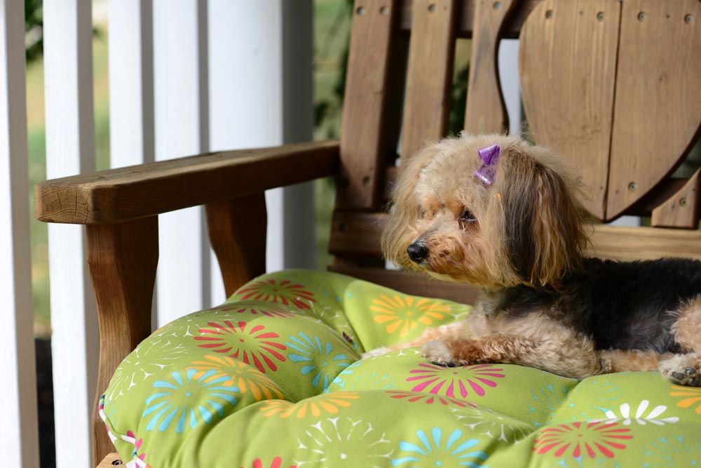Yorkipoo-a-Popular-designer-breed-2023 - Trusted Puppies