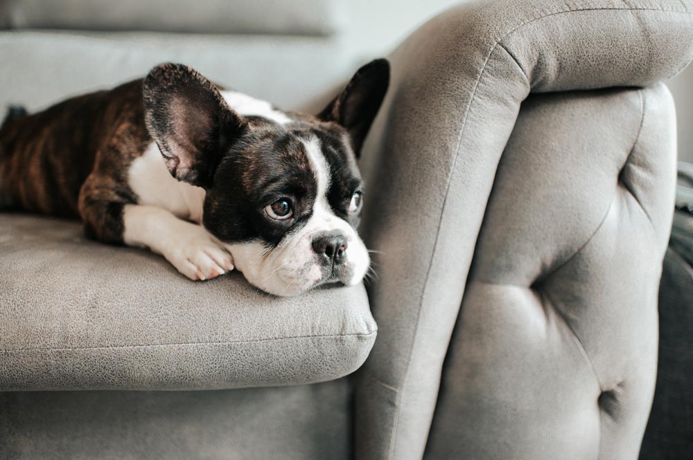 french-bulldog-puppy-alone-at-home - Trusted Puppies