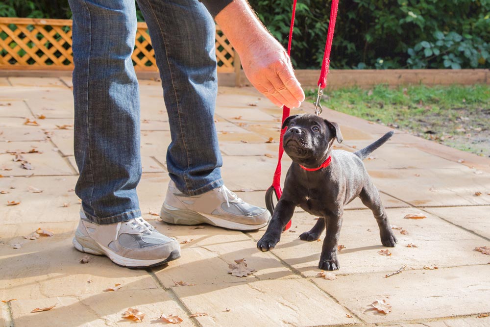 Cute puppy on a lead intensly staring at a treat in his trainers hand