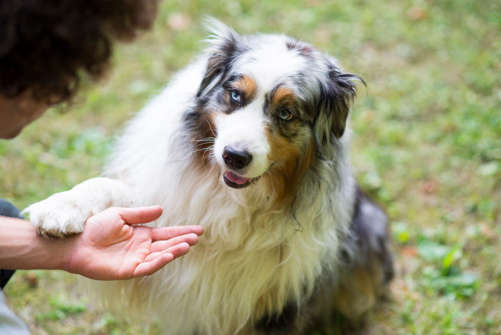 Australian Shepherd dog sitting and placing its paw on trainers hand during training.
