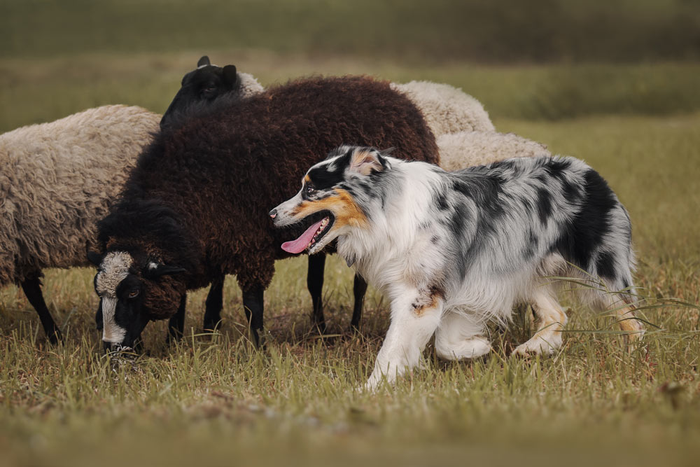 Australian-Shepherd-herding-sheep-on-a-ranch - Trusted Puppies A serious Australian Shepherd dog walking fast herding a group of sheep on a ranch.