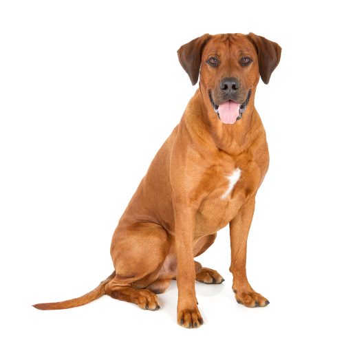 what vitamins can be given to rhodesian ridgeback