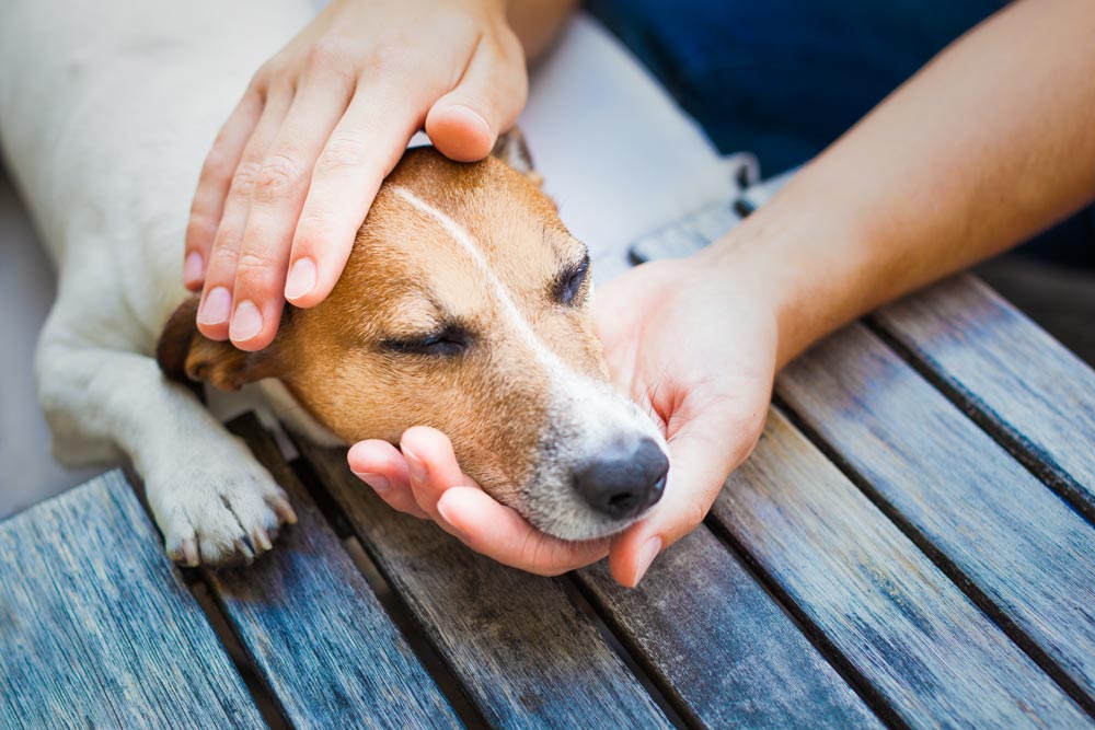 Create-an-Emergency-Plan-incase-your-puppy-has-an-emergency - Trusted Puppies