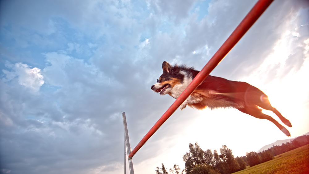 Healthy-Australian-Shepherd-Dog-Doing-Agility-Trials - Trusted Puppies