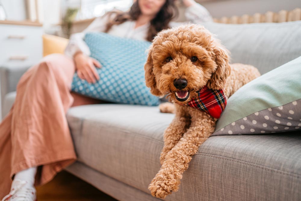 Mini Goldendoodle - An Intelligent, Adorable Companion