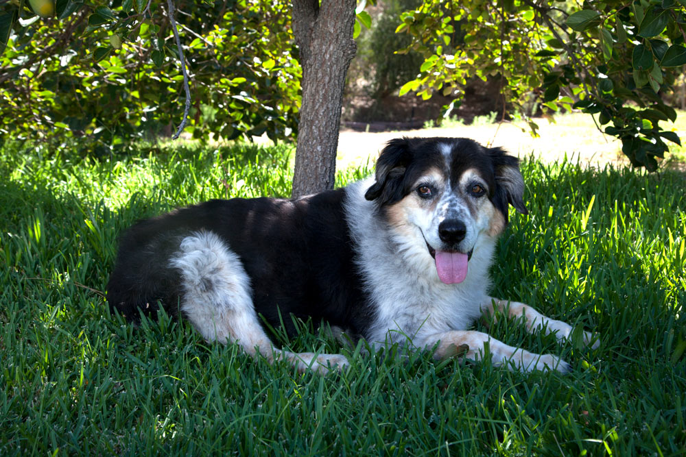 Old-Australian-Sheep-Dog-resting-in-yard - Trusted Puppies Very Old Australian Shepherd relaxing in a yard panting.