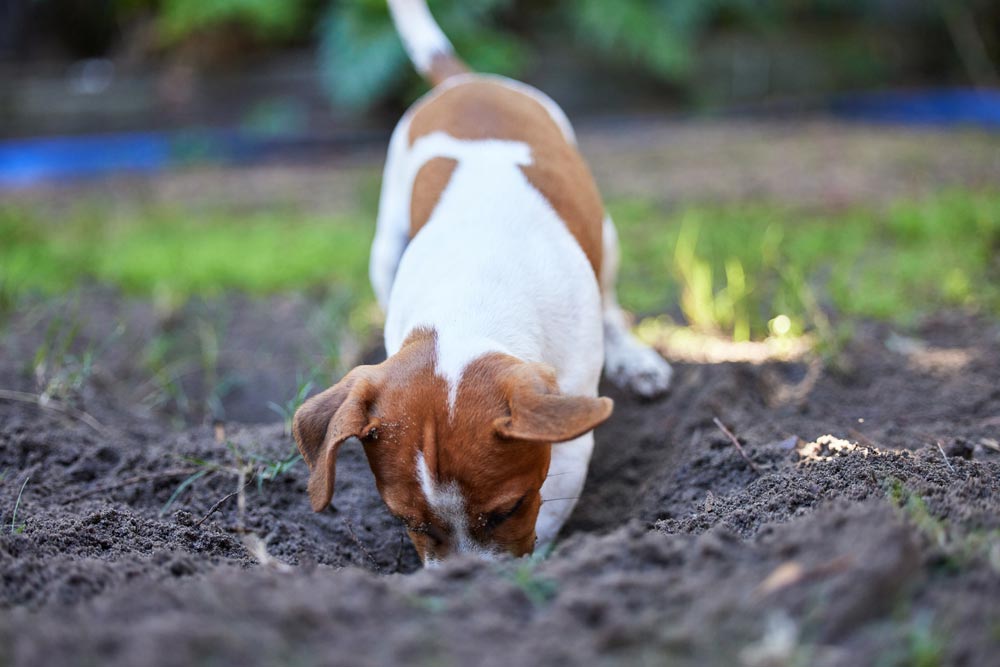 little puppy digging a big hole in his yard.