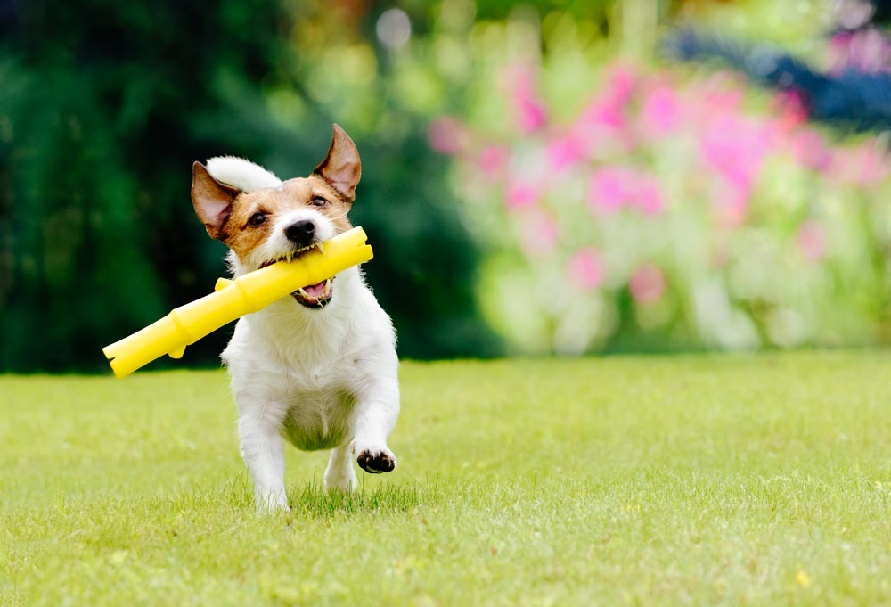 Puppy-Running-in-a-big-yard - Trusted Puppies