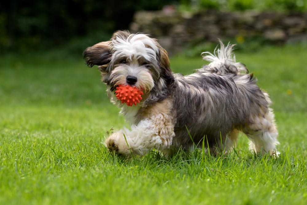 Puppy-getting-exercise-by-chasing-and-retrieving-a-ball - Trusted Puppies