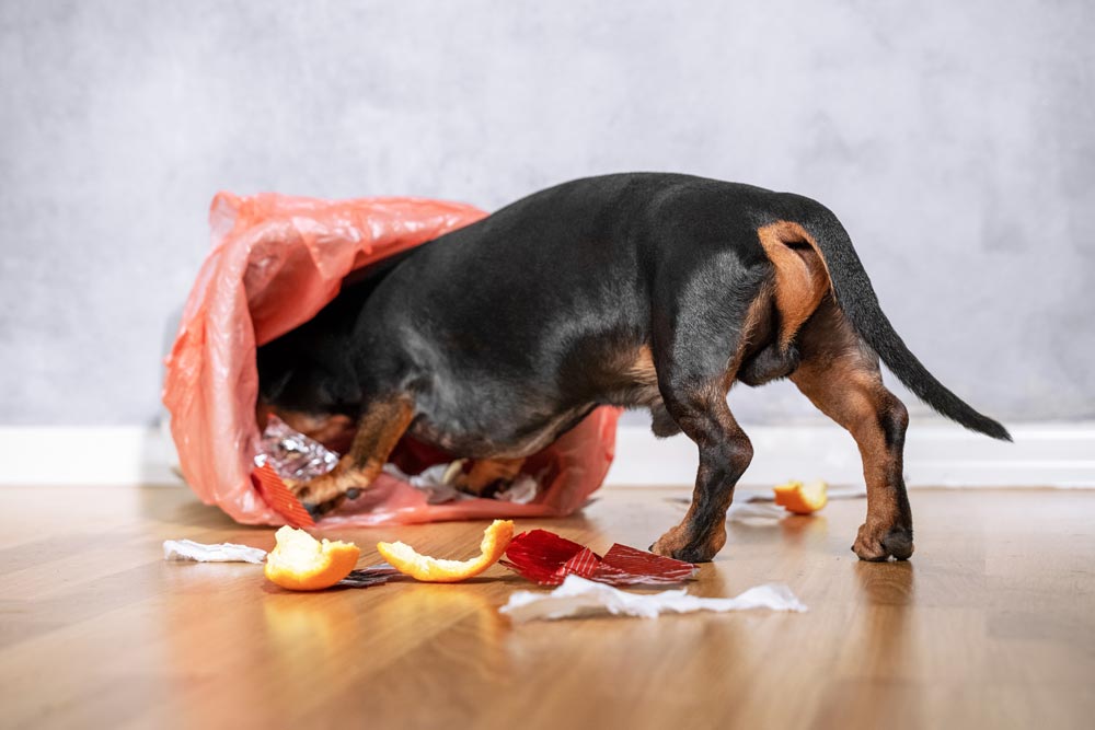 Puppy-getting-into-the-garbage-and-possibly-getting-sick - Trusted Puppies