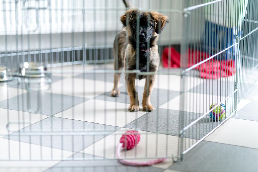 Puppy-in-a-safe-play-area - Trusted Puppies