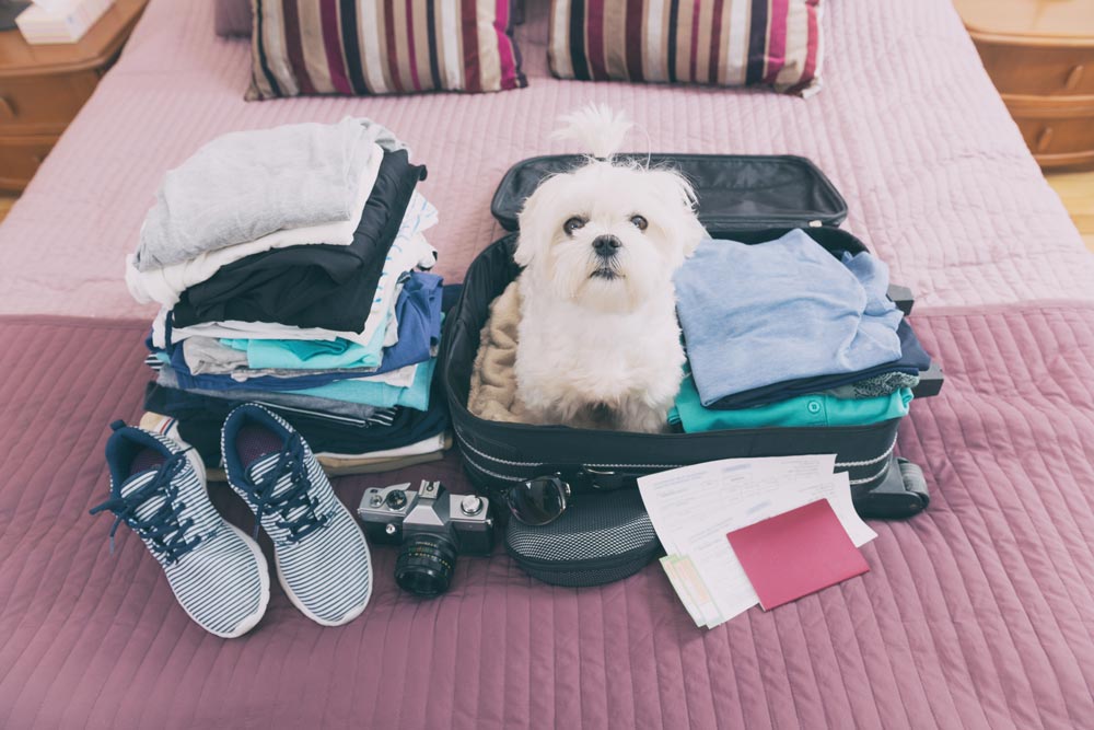 Puppy-sitting-in-a-suitcase-on-a-vacation - Trusted Puppies