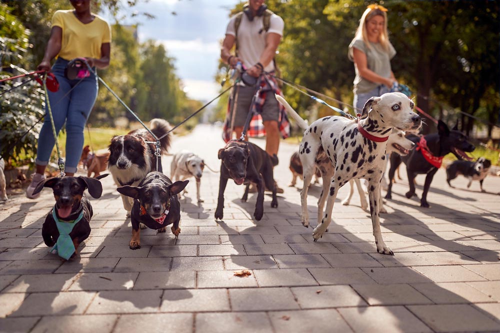 group-of-dogs-being-walked-together-to-help-socialize-their-puppies - Trusted Puppies