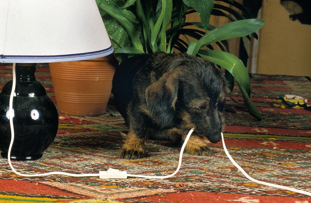 puppy-chewing-on-electric-cord-at-risk-of-getting-shocked - Trusted Puppies
