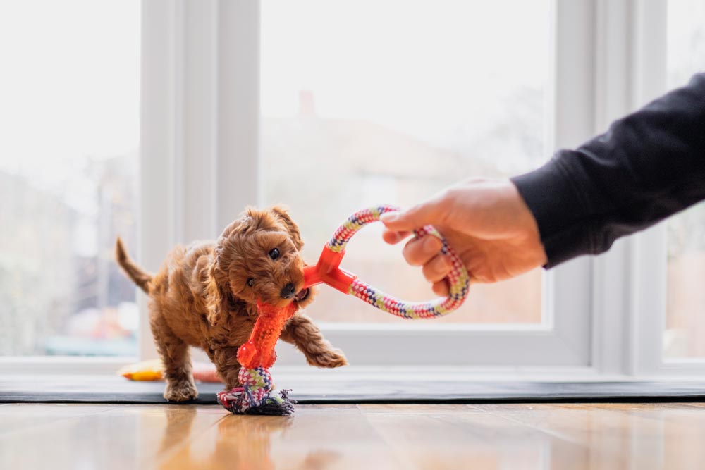 safe-play-area-for-your-new-puppy - Trusted Puppies