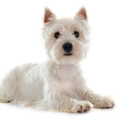 are west highland white terrier dogs hypoallergenic