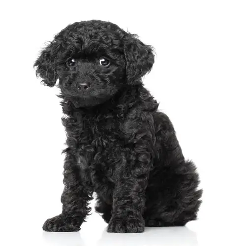 Indiana Toy Poodle Puppies For
