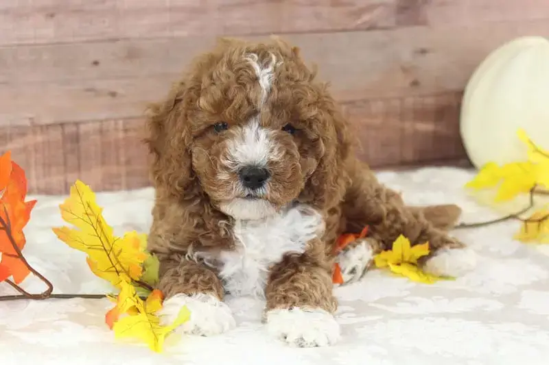 are cavapom puppies lazy