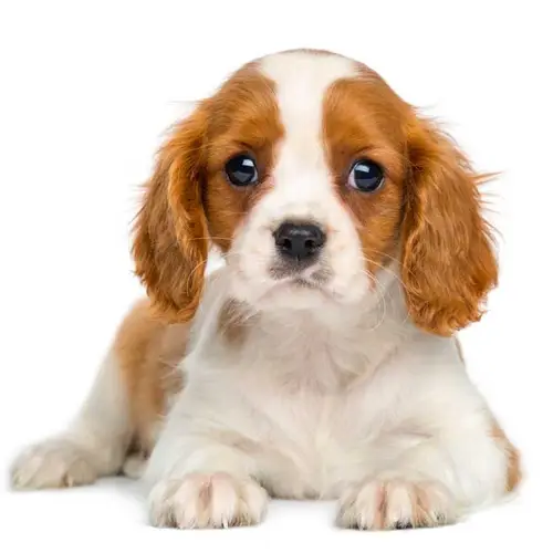 Male Cavalier King Charles Spaniel Puppies for Sale in Rogers, Arkansas.
