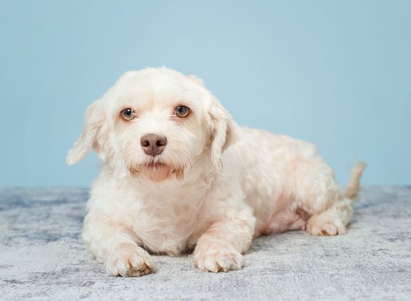 1048 - 448 - Trusted Puppies