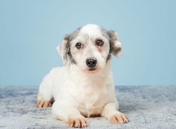 9829 - 349 - Trusted Puppies