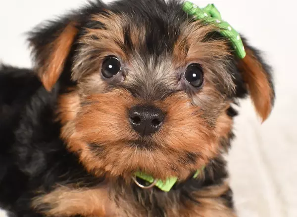 Yorkshire Terrier - Smokey