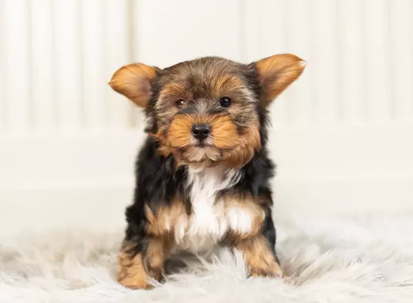 Yorkshire Terrier - Gucci