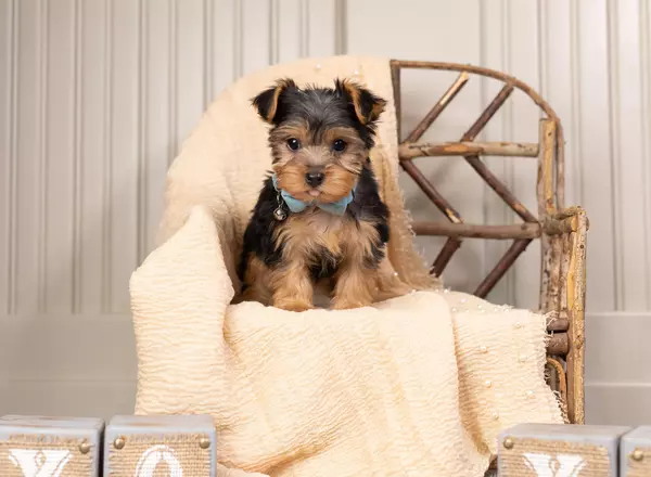 Yorkshire Terrier - Tiny Baby