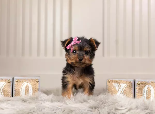 Yorkshire Terrier - Tiny Maggie