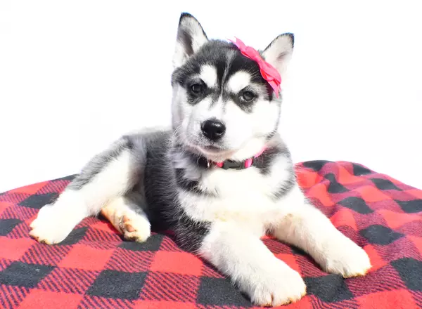 Siberian Husky - Kimberly