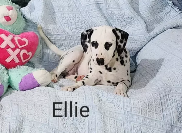 Dalmatian - Ellie