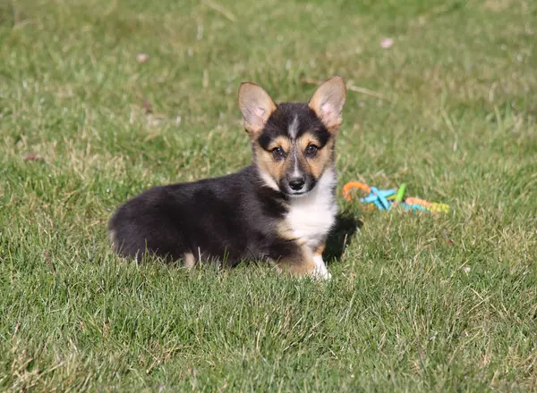 Registered Pembroke Welsh Corgi Puppies for Sale | Top breeders