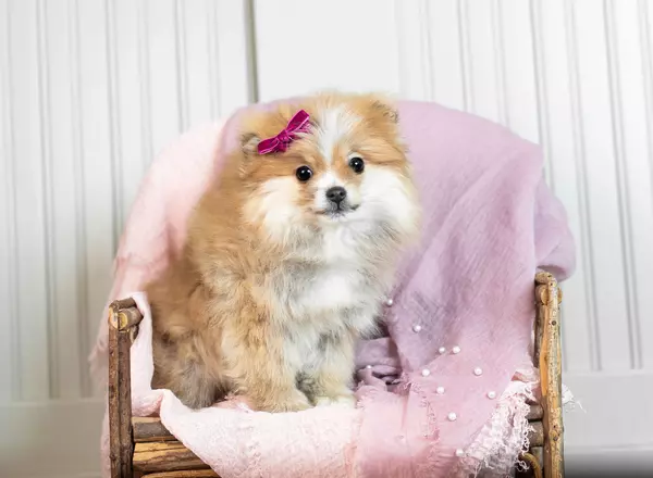 Pomeranian - Prissy