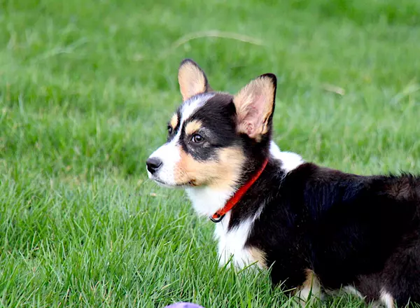 Registered Pembroke Welsh Corgi Puppies for Sale | Top breeders