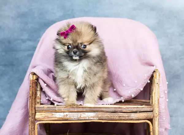 Pomeranian - Tiny Tina