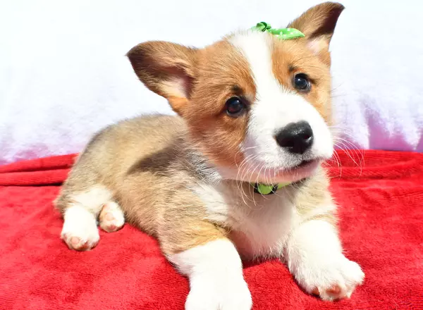 Registered Pembroke Welsh Corgi Puppies For Sale Top Breeders