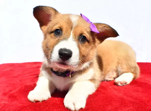 Registered Pembroke Welsh Corgi Puppies For Sale Top Breeders 