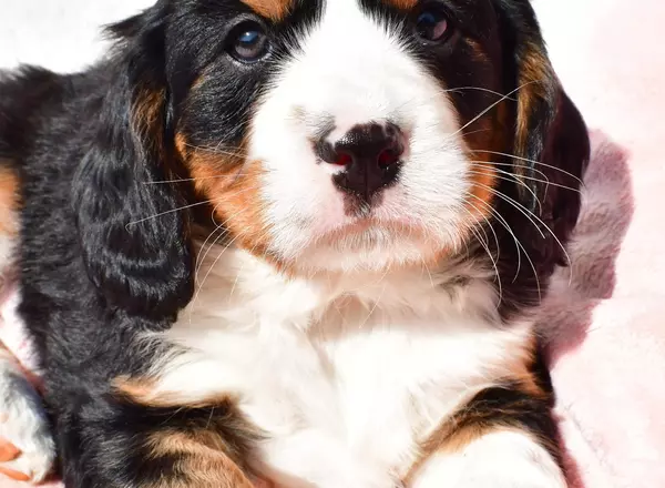 Mini Bernese Mountain Dogs - Tommy