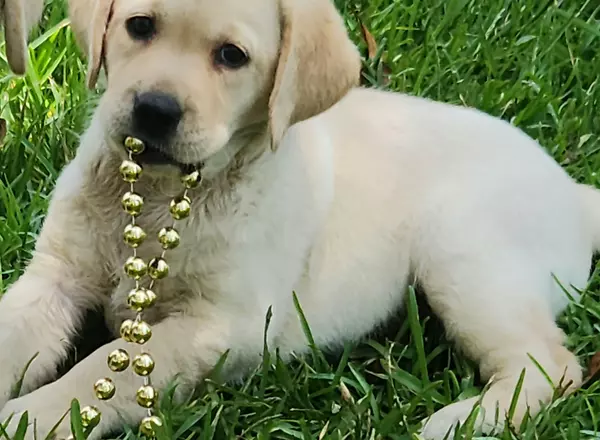 Labrador Retriever - Yellow - Koral