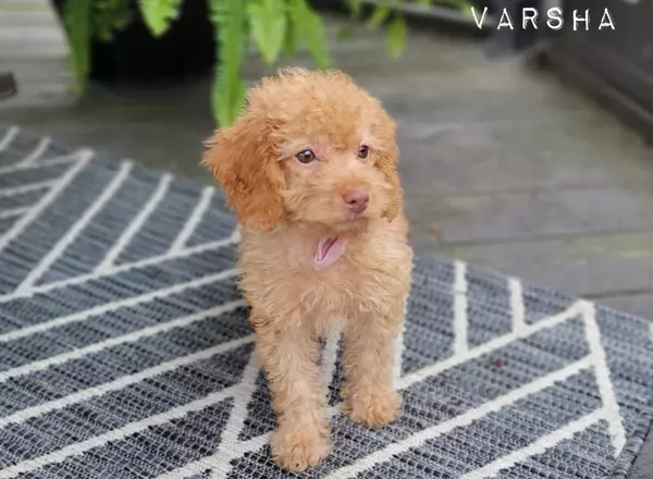 Cavapoo - VARSHA