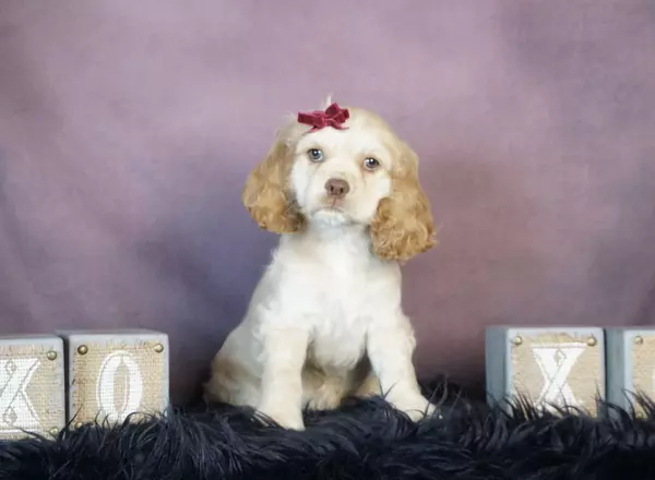 Cocker Spaniel - Lizzy