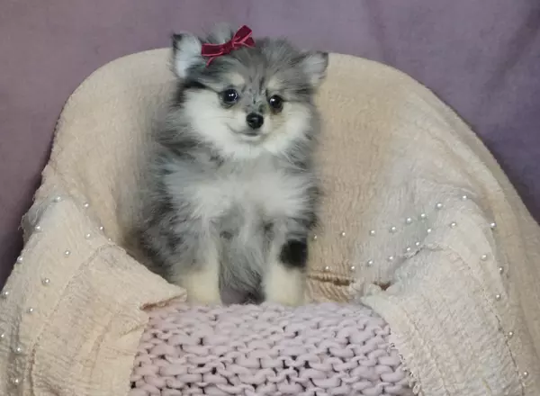 Pomeranian - Beauty